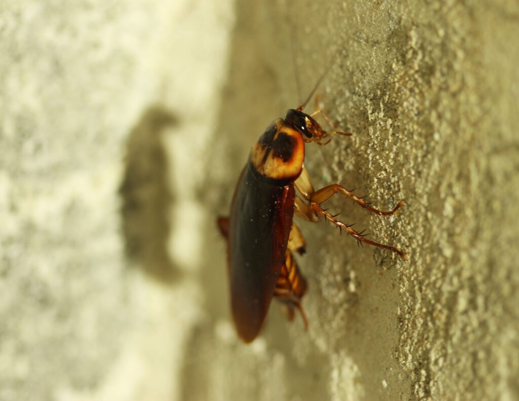 get-rid-of-cockroach